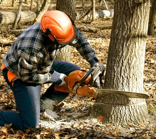 Tree Removal in Groesbeck, TX